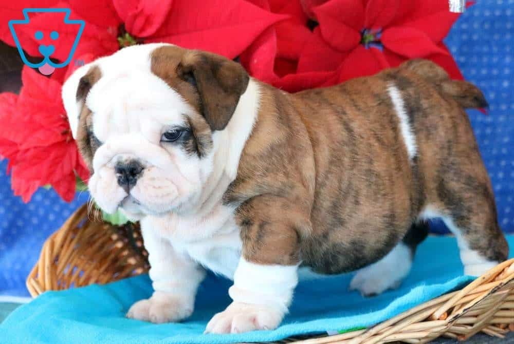 Bubba English Bulldog Puppy For Sale Keystone Puppies