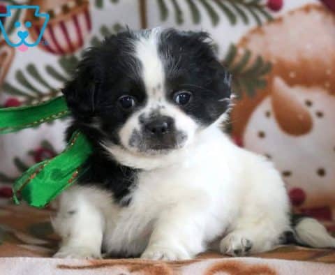 Bubbles-Shih-Tzu-Mixed-Breed-Dog