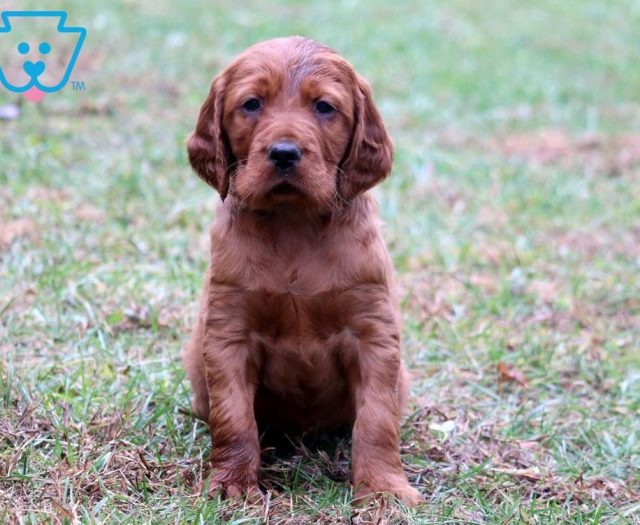 Irish Setter Puppies For Sale Puppy Adoption Keystone Puppies