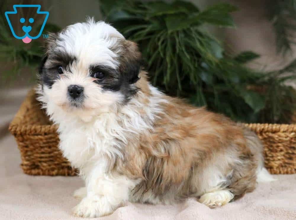 shichon shih tzu