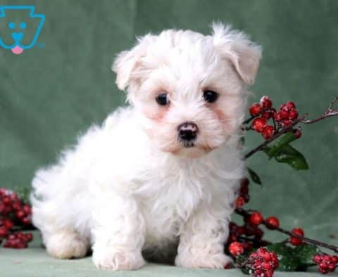 Cameron-Maltese-Toy-Dog-Breed-AKC