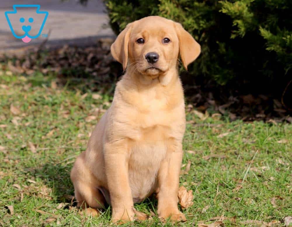 Candy | Labrador Retriever - Fox Red Puppy For Sale ...