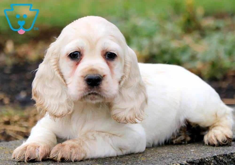 Cane Cocker Spaniel Puppy For Sale Keystone Puppies
