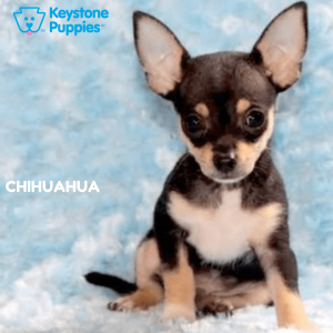 Chihuahua-healthy-responsibly-bred-Pennsylvania