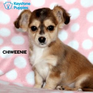 Chiweenie-healthy-responsibly-bred-Pennsylvania