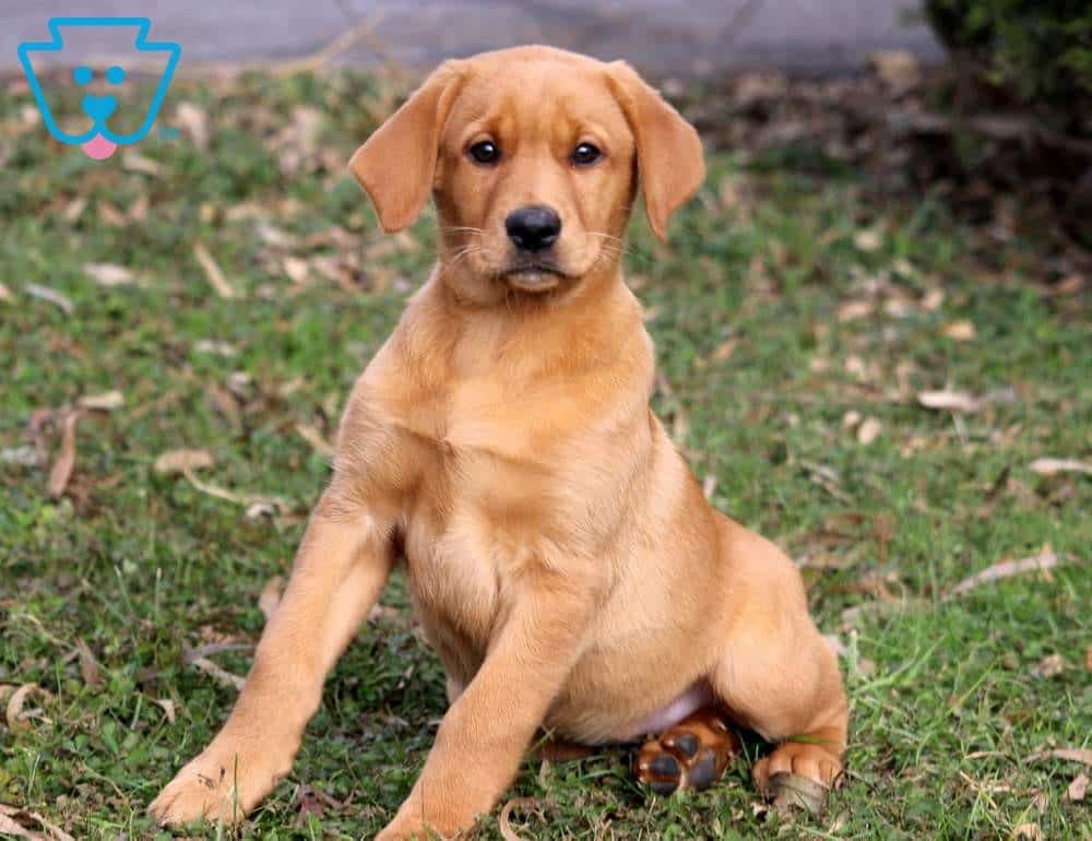 Chloe Labrador Retriever Fox Red Puppy For Sale Keystone Puppies