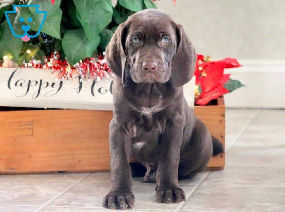 short haired chocolate labrador