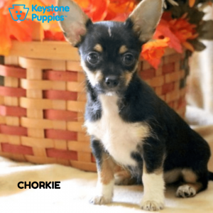 Chorkie-healthy-responsibly-bred-Pennsylvania