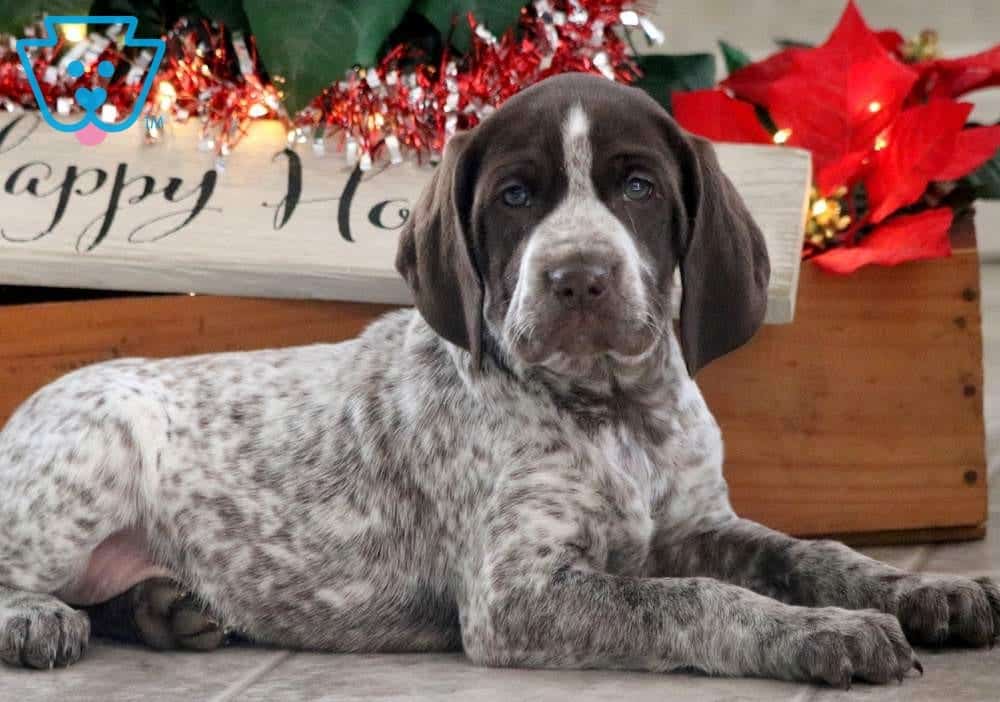 Cinnamon German Shorthaired Pointer Puppy For Sale Keystone