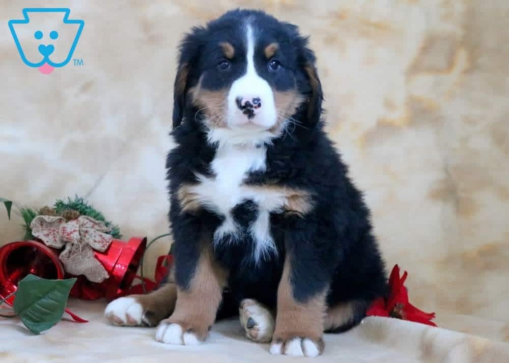 60 Best Pictures Bernese Mountain Dog Puppies For Sale / Bernese Mountain Dog Puppies For Sale | Puppy Adoption ...