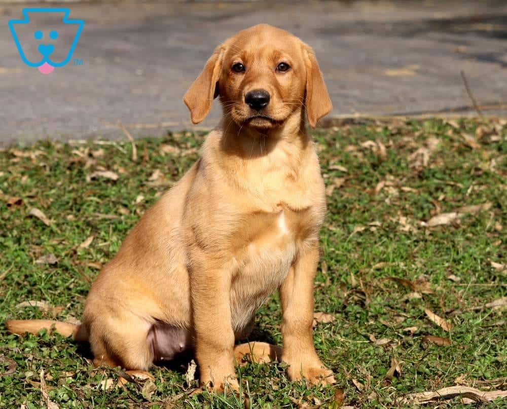 Cookie Labrador Retriever Fox Red Puppy For Sale Keystone Puppies