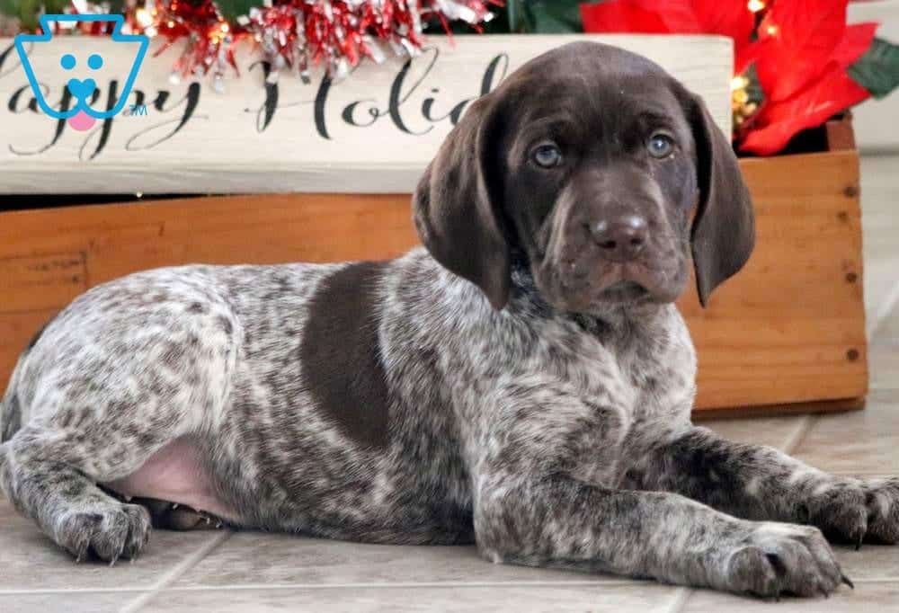 Cookie German Shorthaired Pointer Puppy For Sale Keystone Puppies