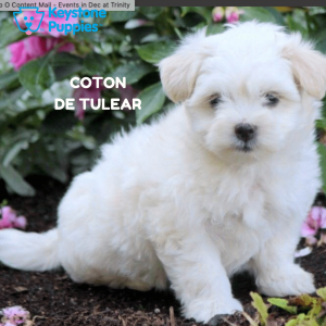 Coton-De-Tulear-healthy-responsibly-bred-Pennsylvania