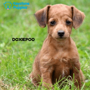 Doxiepoo-healthy-responsibly-bred-Pennsylvania