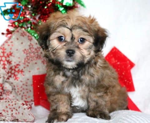 Harry-Shihpoo-Designer-Breed-Dog-Shih-Tzu-Poodle-ACHC-IDCR-ICA
