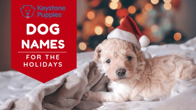 Holiday Dog Names for Your Pup