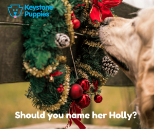 Holly-healthy-responsibly-bred-Pennsylvania