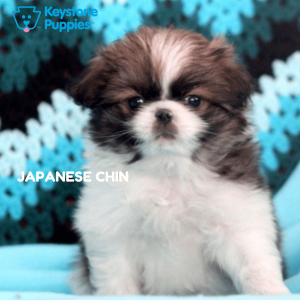 japanese-chin-healthy-responsibly-bred-Pennsylvania