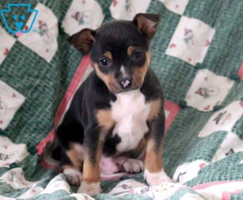 Jetson-Fox-Terrier-Toy-Breed-Dog-AKC
