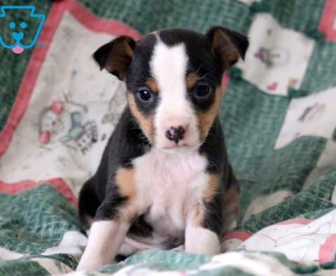 Jewels-Fox-Terrier-Toy-Breed-Dog-AKC