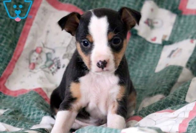 Jewels-Fox-Terrier-Toy-Breed-Dog-AKC