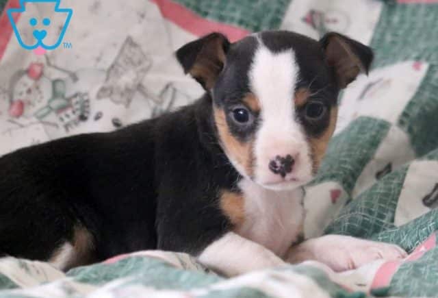 Jewels2-Fox-Terrier-Toy-Breed-Dog-AKC