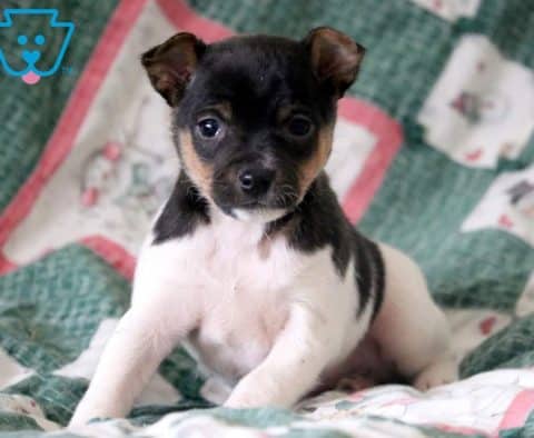 Jingles-Fox-Terrier-Toy-Breed-Dog-AKC