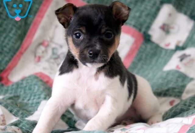 Jingles-Fox-Terrier-Toy-Breed-Dog-AKC