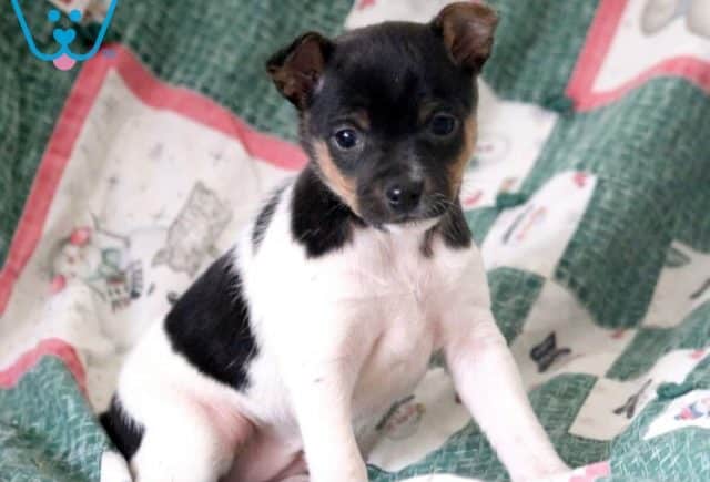 Jingles2-Fox-Terrier-Toy-Breed-Dog-AKC