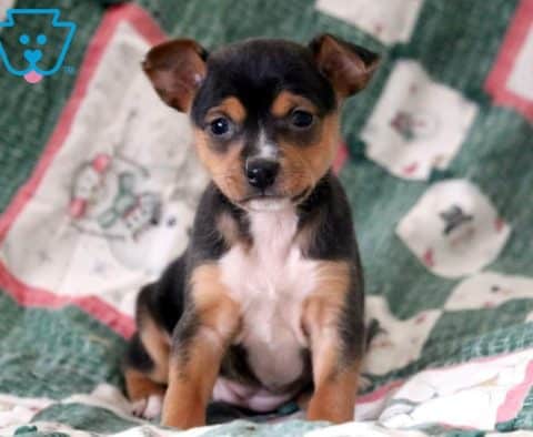 Joy-Fox-Terrier-Toy-Breed-Dog-AKC