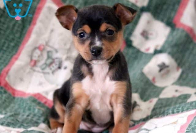 Joy-Fox-Terrier-Toy-Breed-Dog-AKC