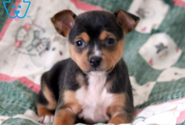 Joy2-Fox-Terrier-Toy-Breed-Dog-AKC