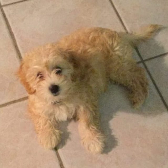 Our new puppy.