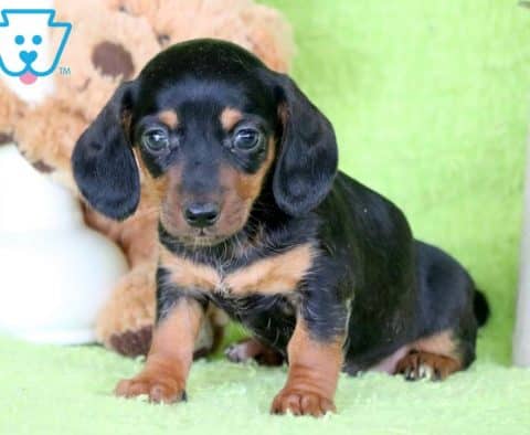 Lexi-Miniature-Dachshund-Hound-Dog-Breed-AKC