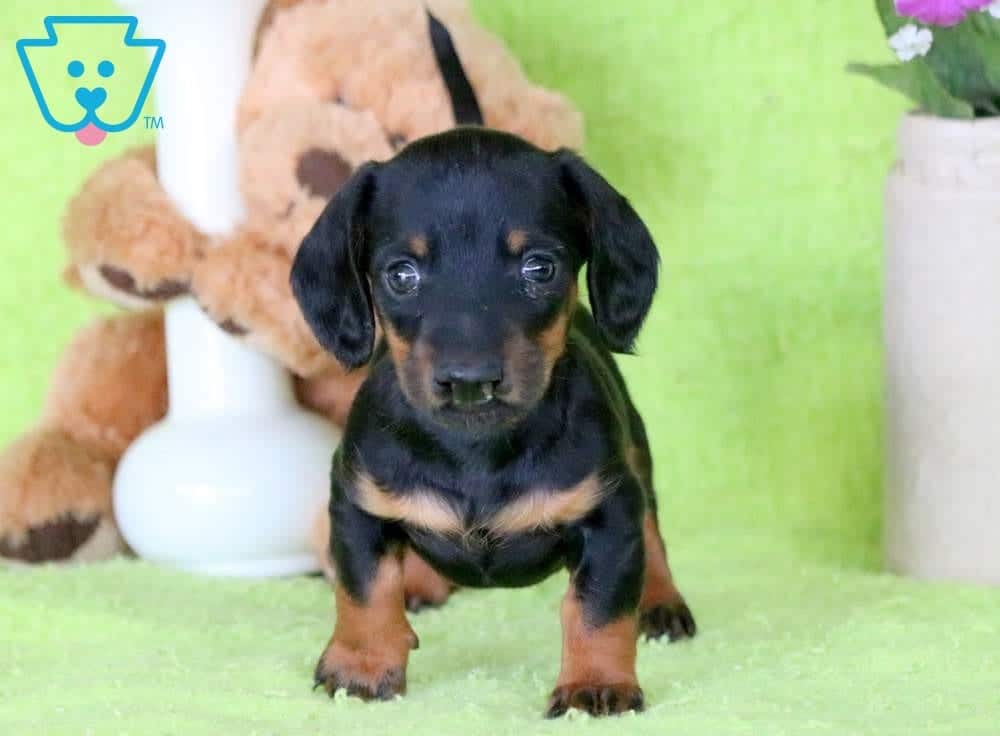 lils dachshund puppies