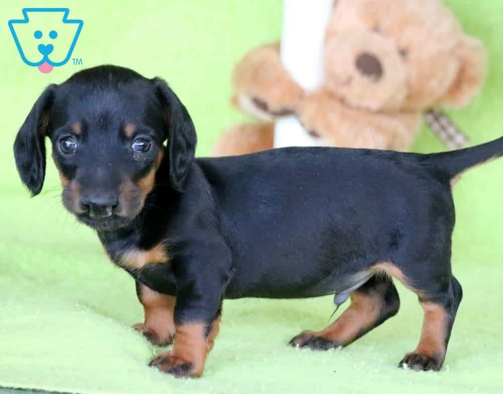 lils dachshund puppies