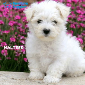 maltese-healthy-responsibly-bred-Pennsylvania