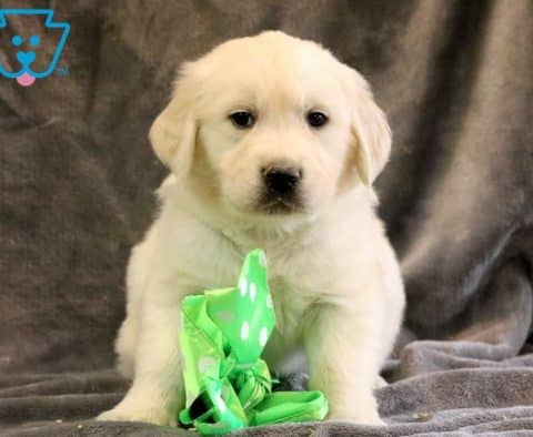 Maxwell-Golden-Retriever-Sporting-Dog-Breed-AKC-English-Cream