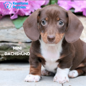 Mini-Dachshund-healthy-responsibly-bred-Pennsylvania