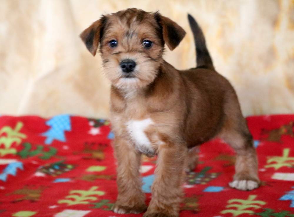 yorkie and schnauzer mix for sale