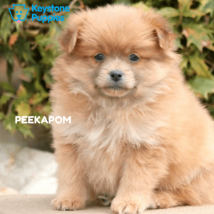 peekapom-healthy-responsibly-bred-Pennsylvania