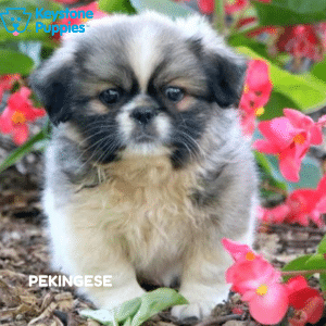 pekingese-healthy-responsibly-bred-Pennsylvania