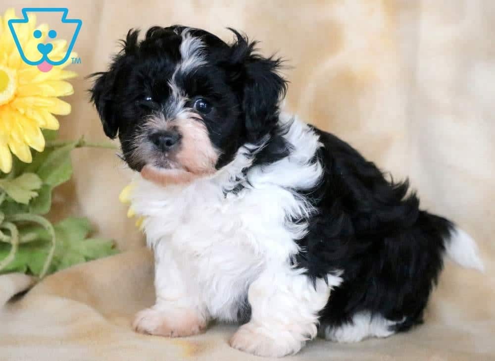 what is a shichon puppy