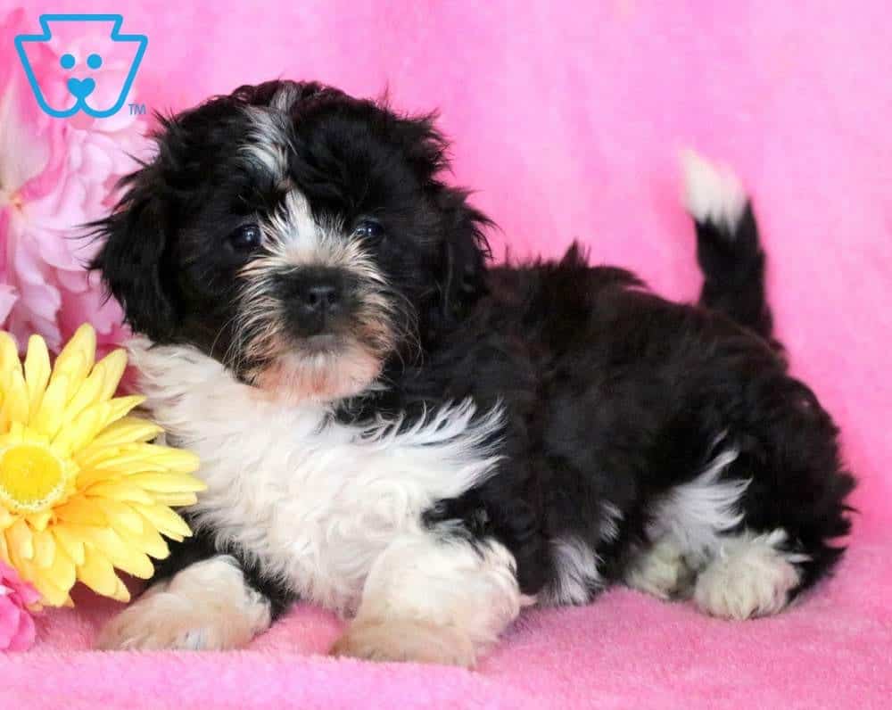 shichon puppies breeders