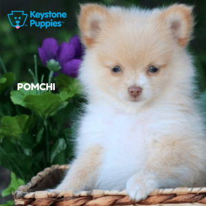 pomchi-healthy-responsibly-bred-Pennsylvania