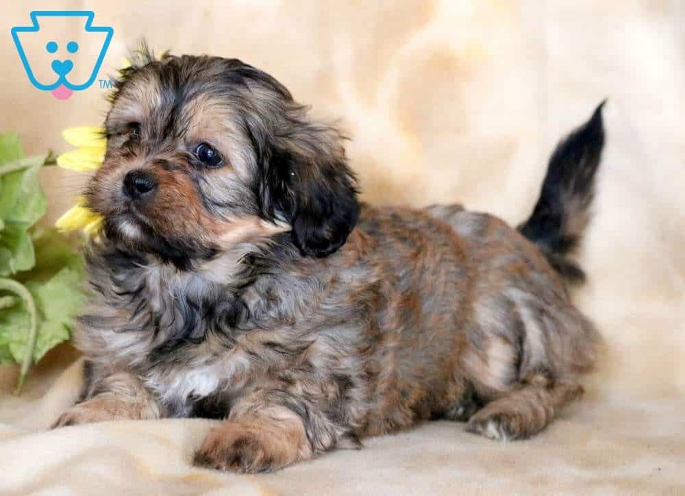 shichon shih tzu