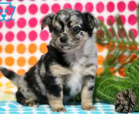 Princess-Havapoo-Designer-Breed-Dog-Havanese-Poodle-ACHC-IDCR-ICA