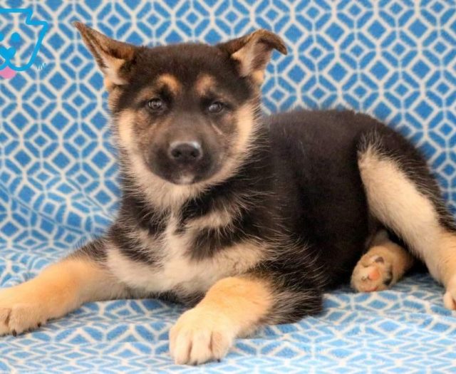 Gerberian Shepsky Puppies For Sale Puppy Adoption Keystone Puppies