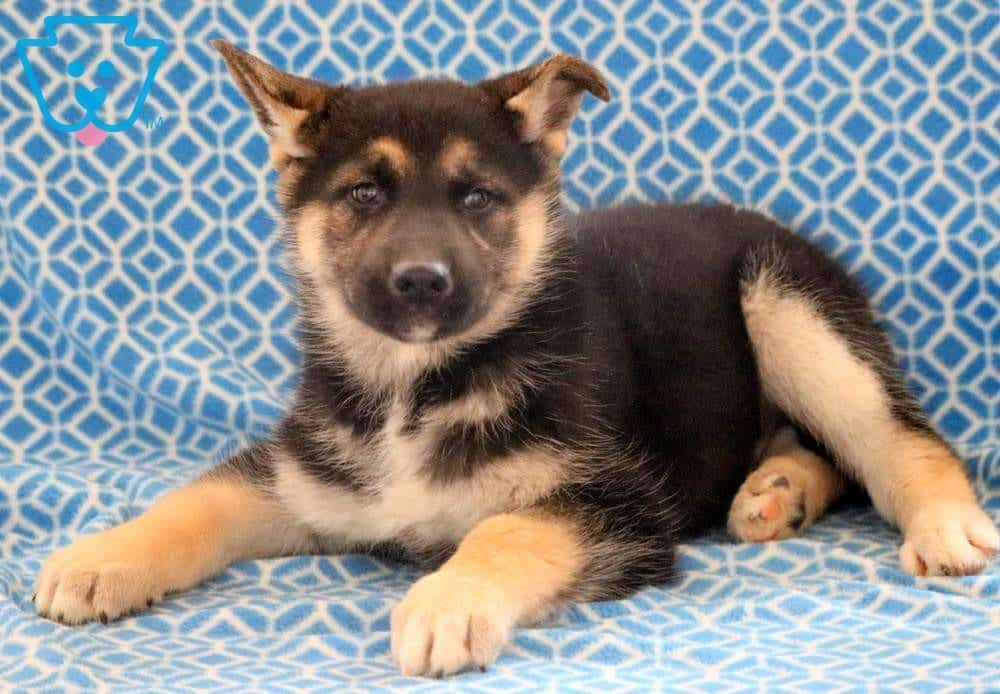Ranger Gerberian Shepsky Puppy For Sale Keystone Puppies Ranger Gerberian Shepsky Puppy For Sale Keystone Puppies
