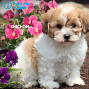 shichon-healthy-responsibly-bred-Pennsylvania